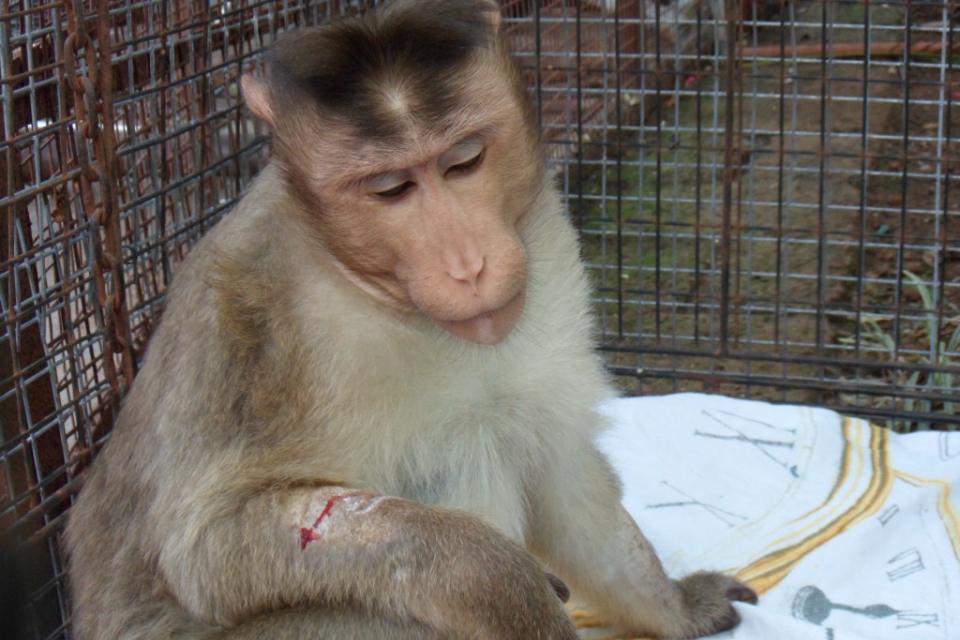 Monkey Looking sad after fighting